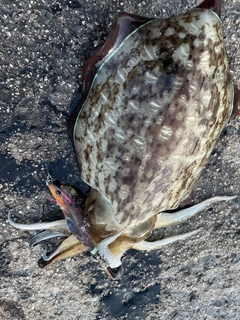 コウイカの釣果