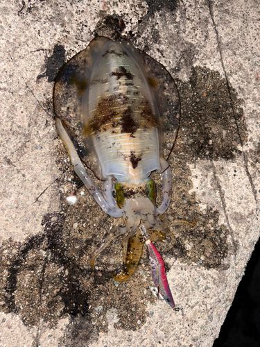 アオリイカの釣果