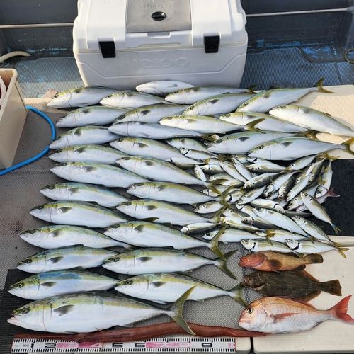 ブリの釣果