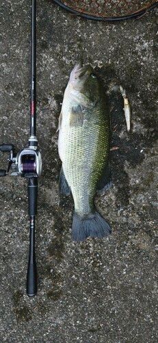 ブラックバスの釣果