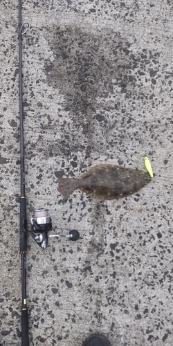 ソゲの釣果