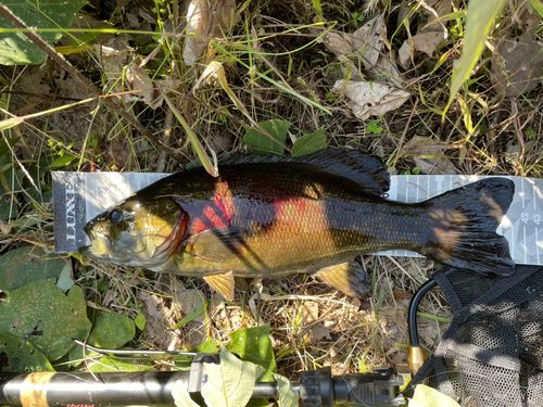 スモールマウスバスの釣果