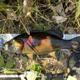 スモールマウスバス