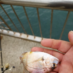 チャリコの釣果