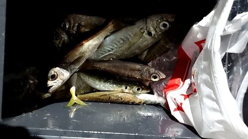マアジの釣果