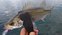 セイゴ（マルスズキ）の釣果