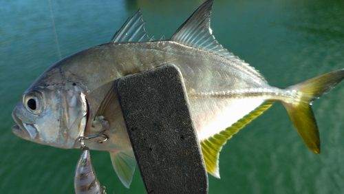 メッキの釣果