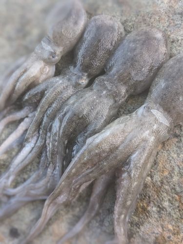イイダコの釣果