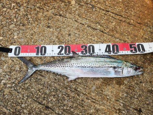 サゴシの釣果