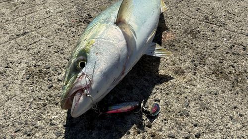 ハマチの釣果