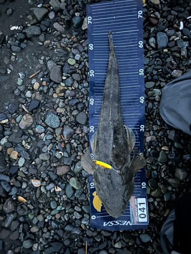 マゴチの釣果