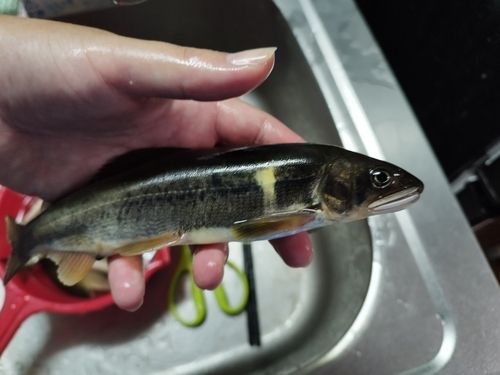 アユの釣果