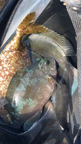 アイゴの釣果