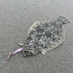 ヒラメ