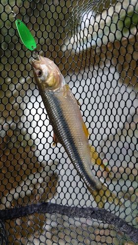 カワムツの釣果