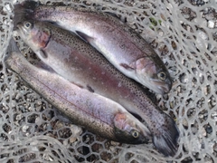 ニジマスの釣果