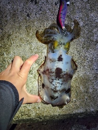 アオリイカの釣果