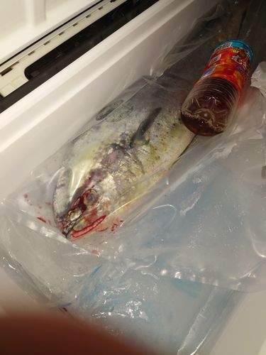 シイラの釣果