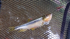 カワムツの釣果