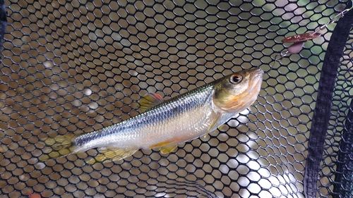 カワムツの釣果