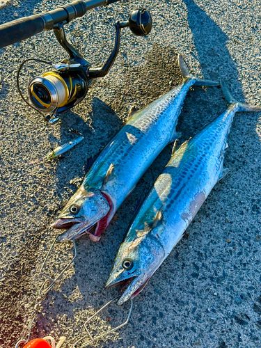 サゴシの釣果