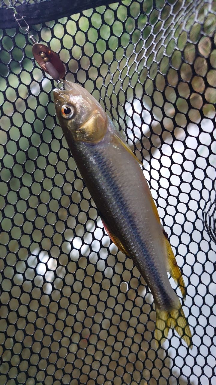 DAIWA 16イプリミ 56XXUL-Sの最安値・インプレ・釣果 | 本音の口コミが DAIWA 16イプリミ 56XXUL-Sの最安値・インプレ・釣果 | 本音の口コミが