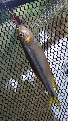 カワムツの釣果