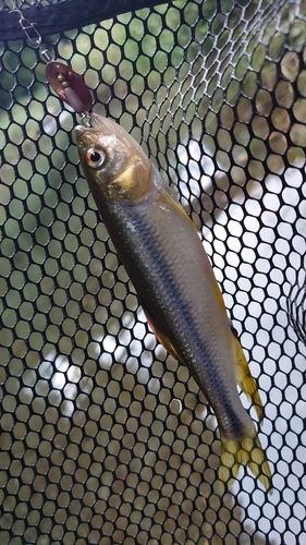 カワムツの釣果