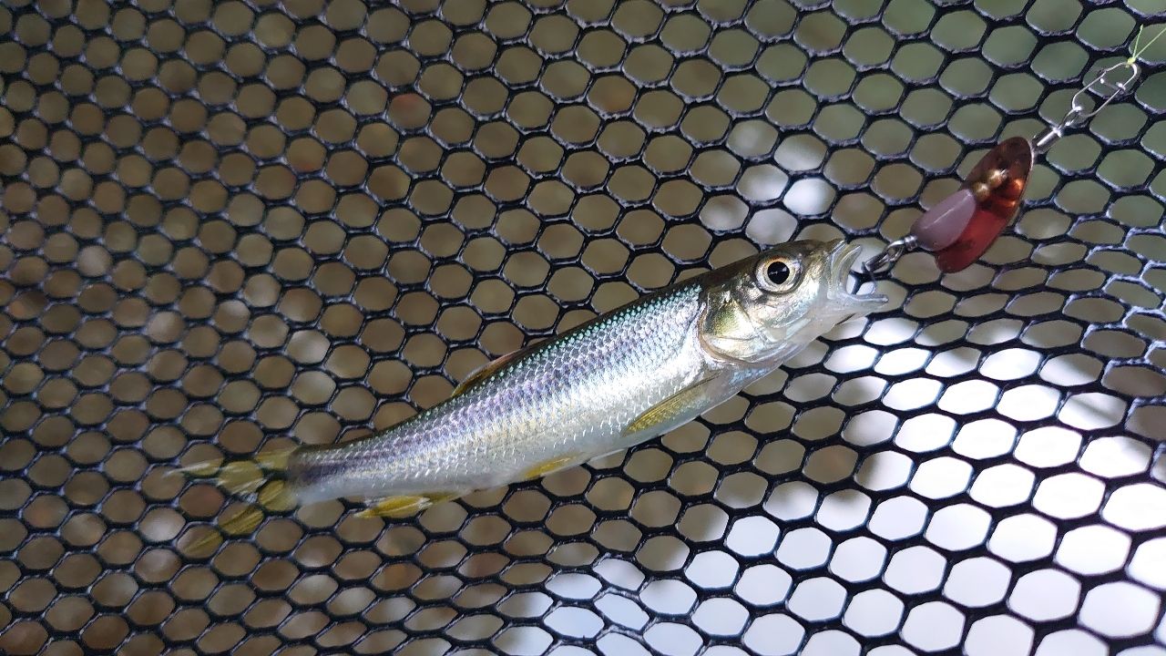 ダイワ　イプリミ　56XXUL−S DAIWA（釣り） DAIWA イプリミ 56XXUL-S トラウトロッド - 最