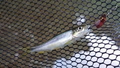 カワムツの釣果