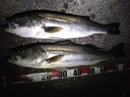 シーバスの釣果