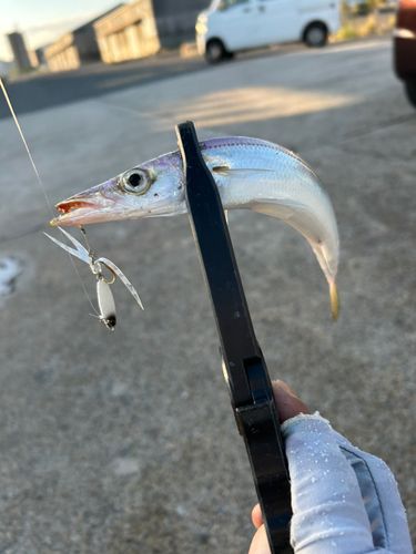 カマスの釣果
