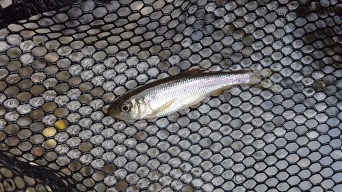 カワムツの釣果