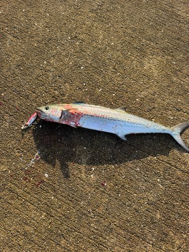 サゴシの釣果
