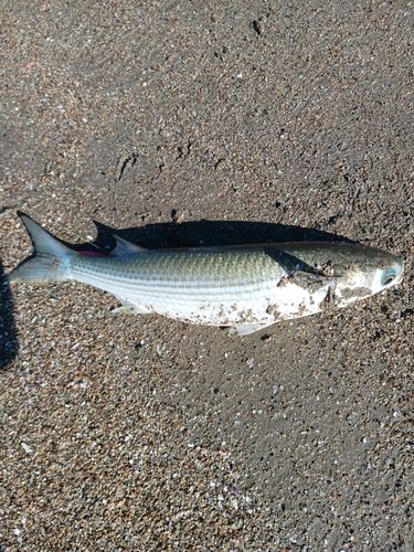 ボラの釣果