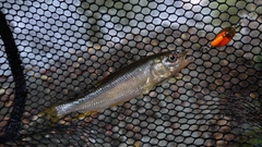カワムツの釣果
