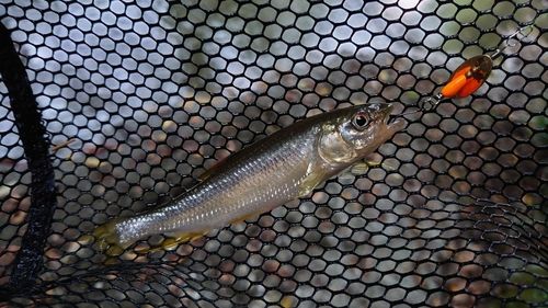 カワムツの釣果