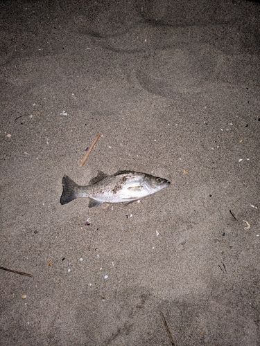 セッパ(マルスズキ)の釣果