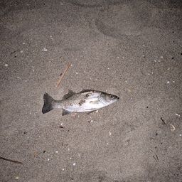 セッパ（マルスズキ）