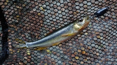 カワムツの釣果