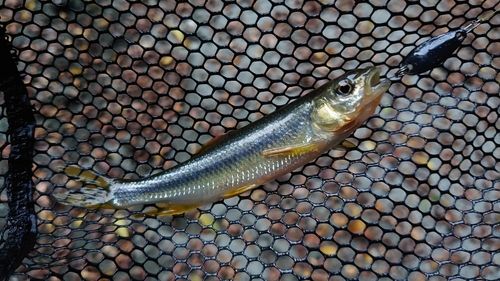 カワムツの釣果