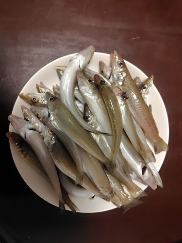 キスの釣果