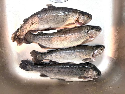 ニジマスの釣果
