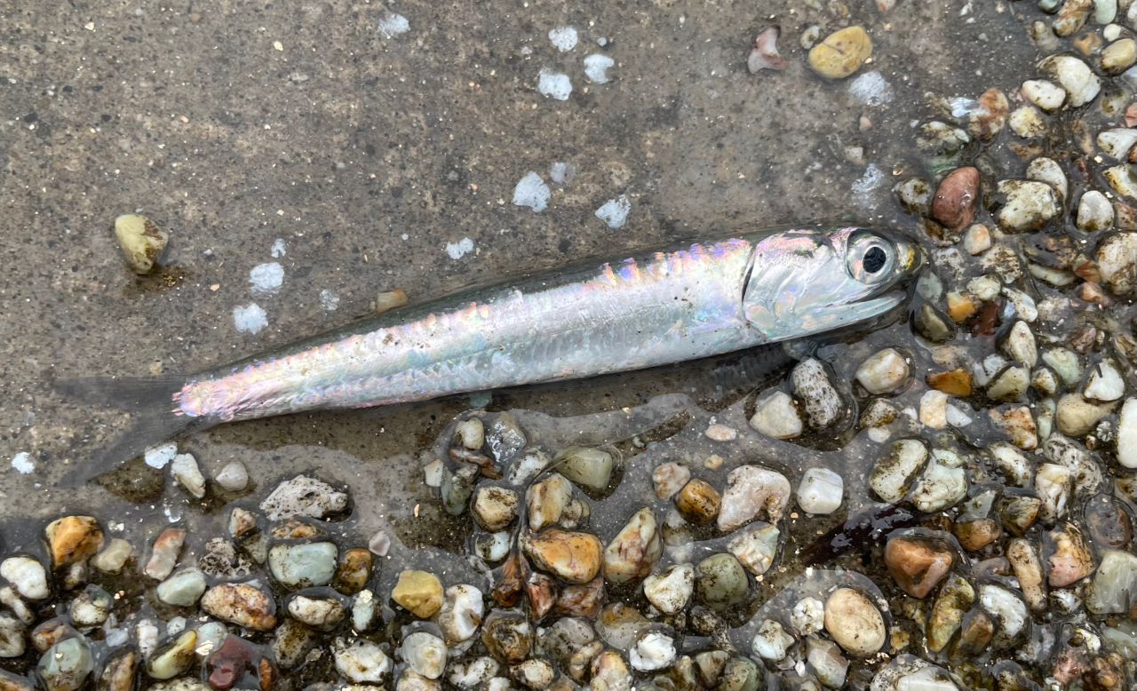 カタクチイワシ