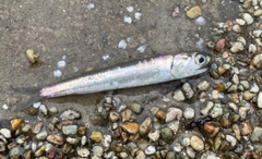 カタクチイワシの釣果