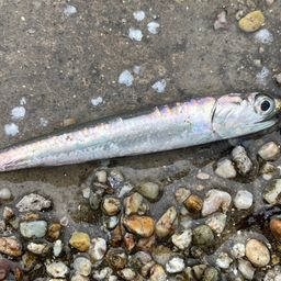 カタクチイワシ