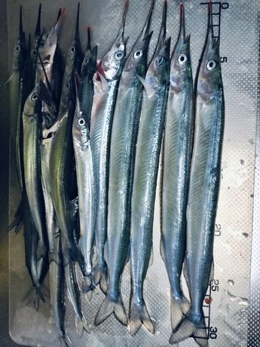 サヨリの釣果