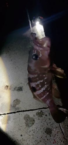 アコウの釣果