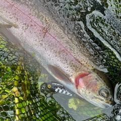 ニジマスの釣果