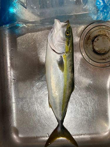 ハマチの釣果